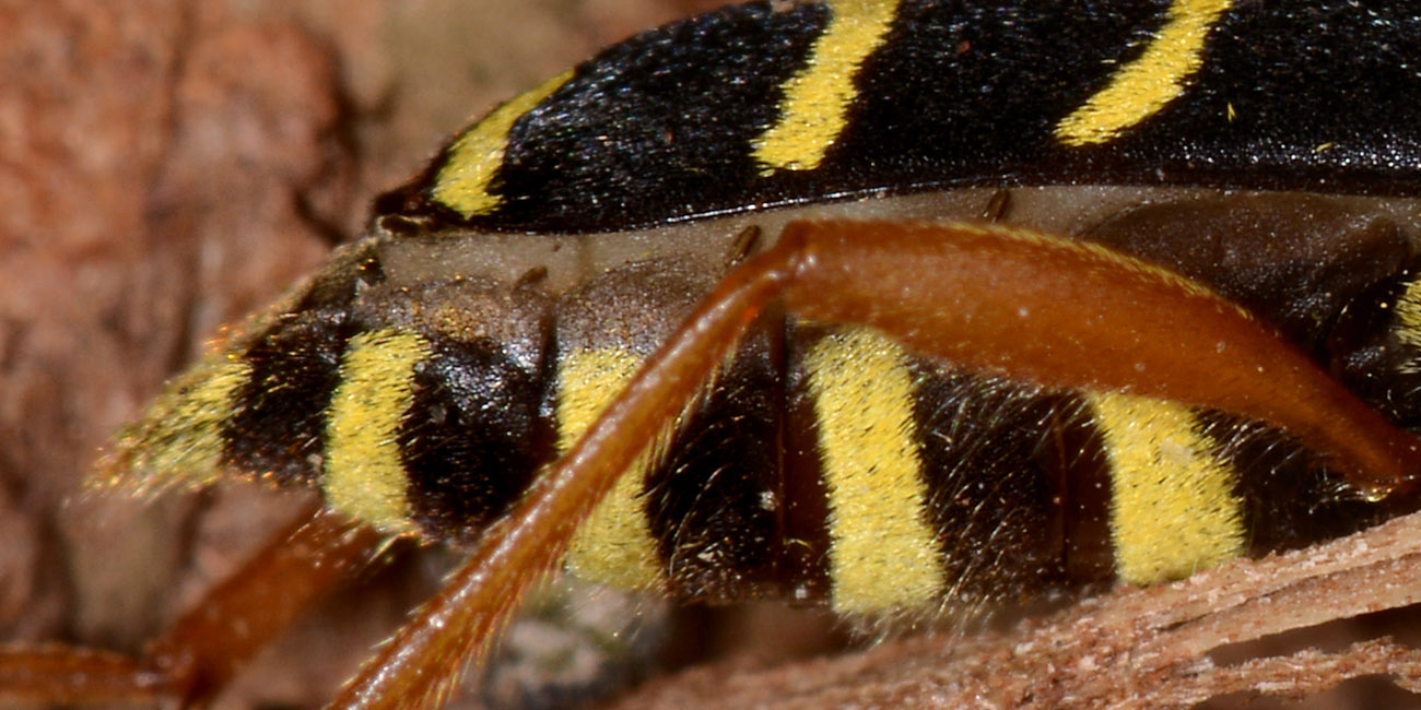 Cerambycidae: Plagionotus arcuatus? S, femmina